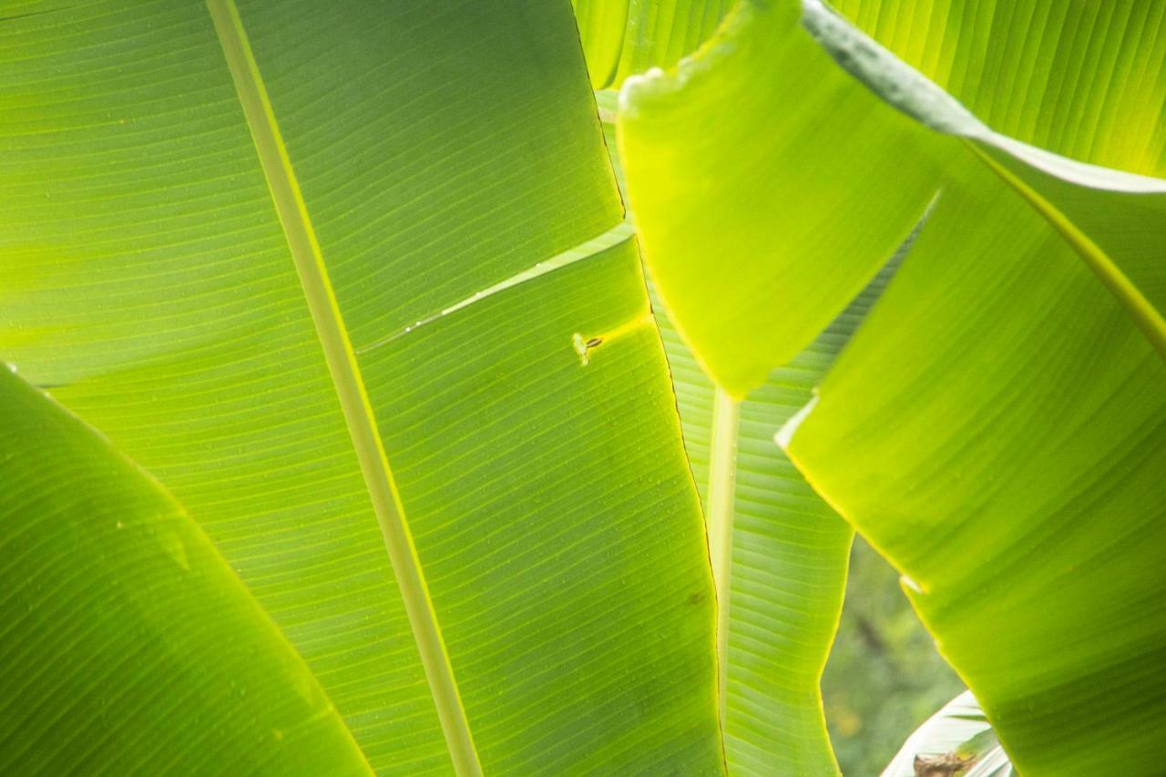 Eco Hotel El Columpio Salento Kültér fotó